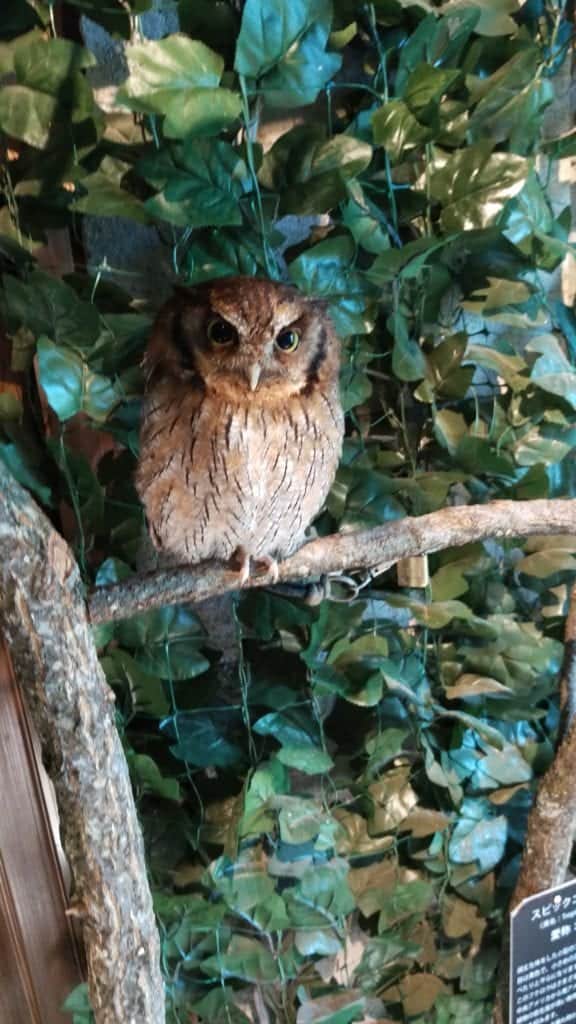 Kamakura's Owl Forest