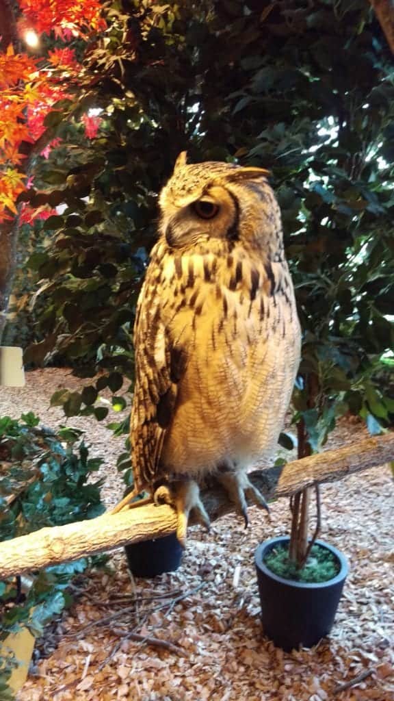 Kamakura's Owl Forest