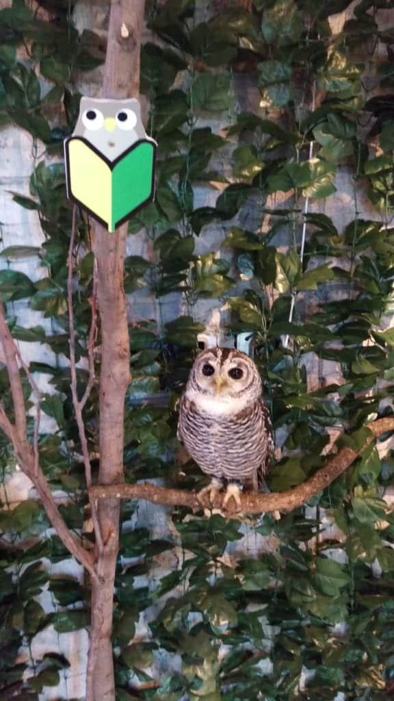 Kamakura's Owl Forest