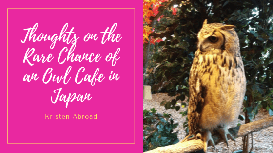 Thoughts on the Rare Chance of an Owl Cafe in Japan