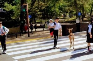 Nara Deer crossing the road just as casually as school children