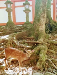 nara deer outside kasuga grand shrine