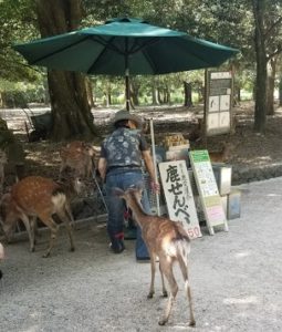 Deer Senbei or crackers stand in Nara Japan with deer looking for a treat 