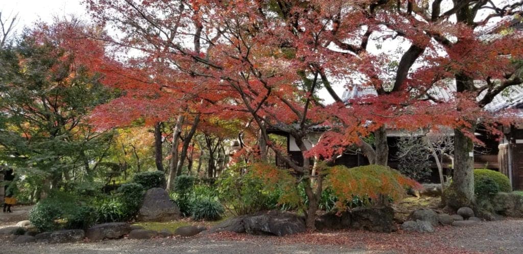 Kyu Asakura House with fall foliage