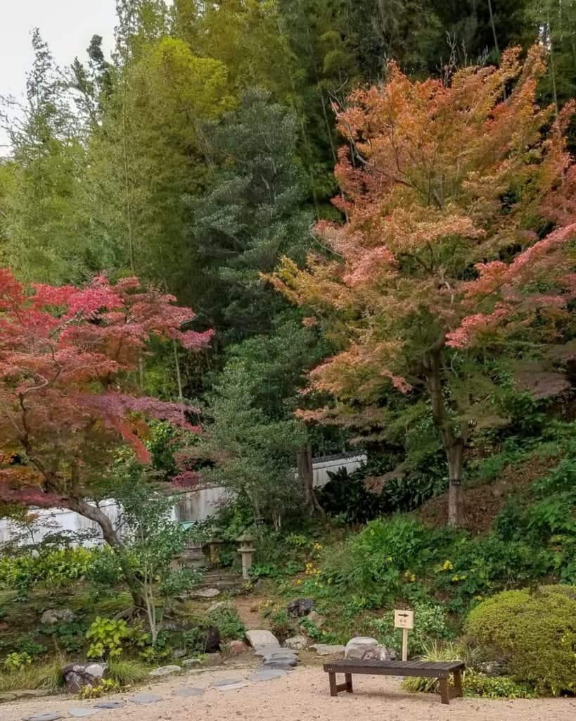 Lovely leave to see on your trip to Japan