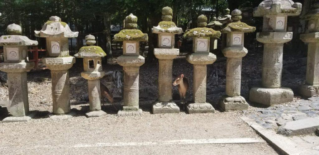 nara deer amongst stone lanternsnara deer amongst stone lanterns