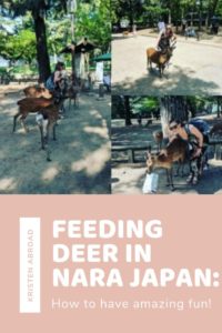 Feeding Deer in Nara Japan - How to have amazing fun