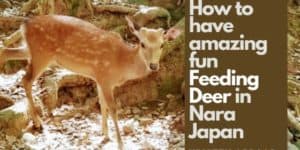 Feeding Deer in Nara Japan: How to Have Amazing Fun