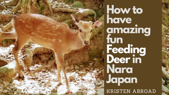 Feeding Deer in Nara Japan: How to Have Amazing Fun